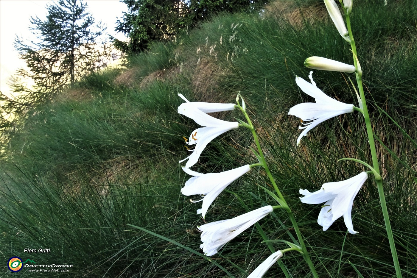 10 Giglio di monte (Paradisea liliastrum).JPG